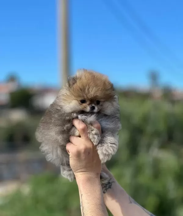Orjinal Irk Garantili Pomerian Boo Bebekler