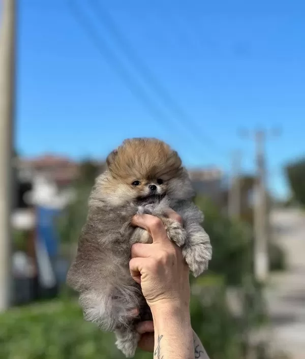 Orjinal Irk Garantili Pomerian Boo Bebekler