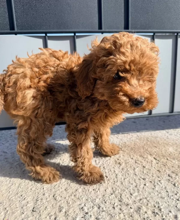 Ipeksi Kurklu 3 Aylık Oyuncak Poodle Yavruları