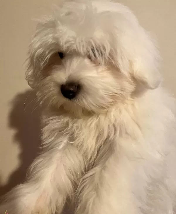 4 Aylık Kar Topu Erkek Maltese Terrier