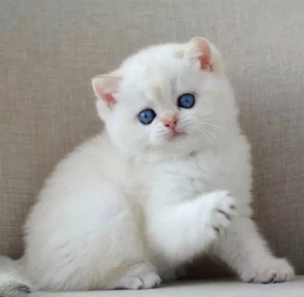 En Sakin Yavrularımızdan Ns1133 British Shorthair