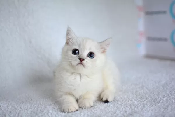 Okyanus Gözlü Silver Point British Shorthair