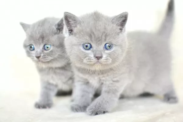 Küt Kafa Gri British Shorthair