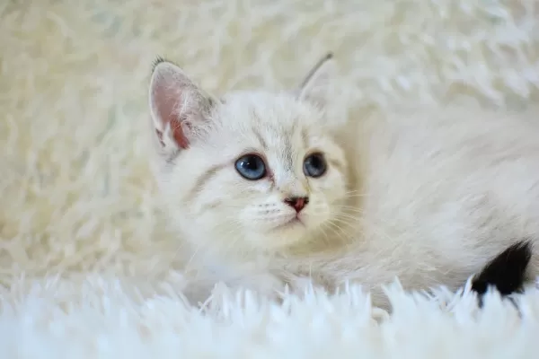 Şampi Yon Soyundan Lynx British Shorthair