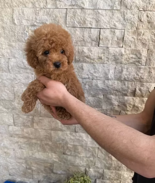 Turunun Nadirlerinden Toy Poodle Bebeklerim