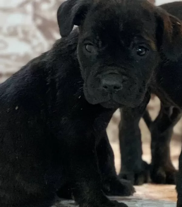 Safkan Cane Corso Yavruları Koruyucu Ve Zeki Cane Corso