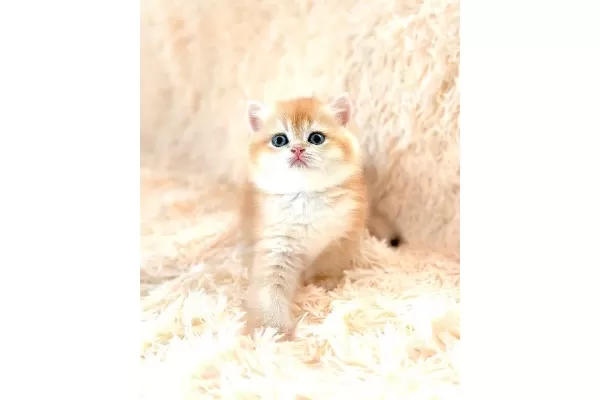 Altın Gibi Parlayan Golden British Shorthair