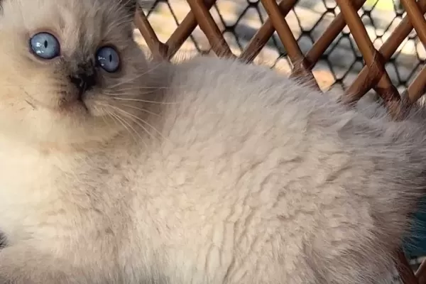 Masmavi Gozleriyle Bluepoint British Shorthair