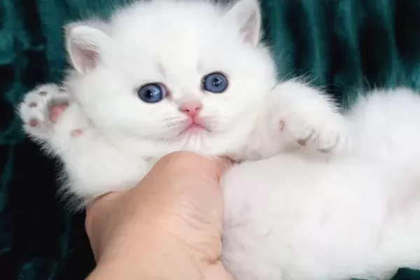 Kar Beyaz Silver British Shorthair Ns1133
