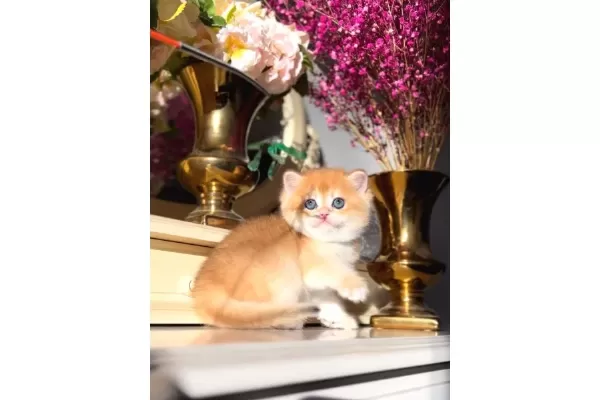 Bebek Surat Golden British Shorthair