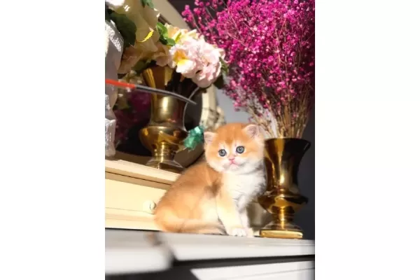Bebek Surat Golden British Shorthair