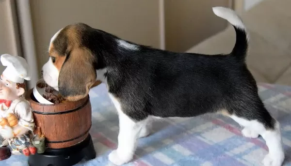 Avcı Beagle Yavrularım