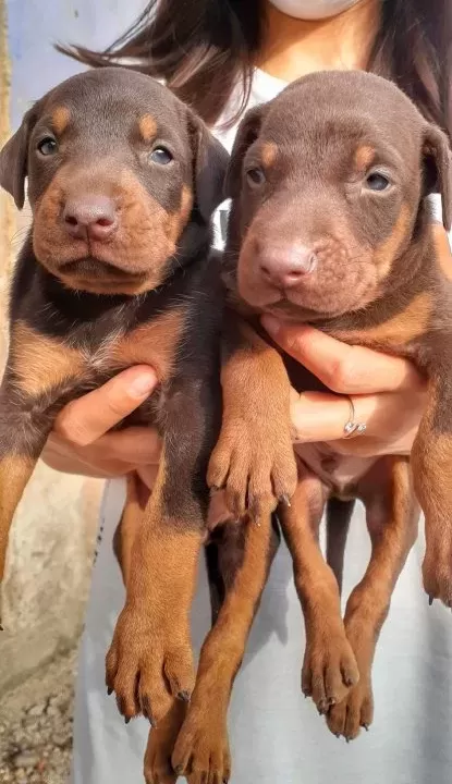 Sampiyon Soydan Doberman Yavrular