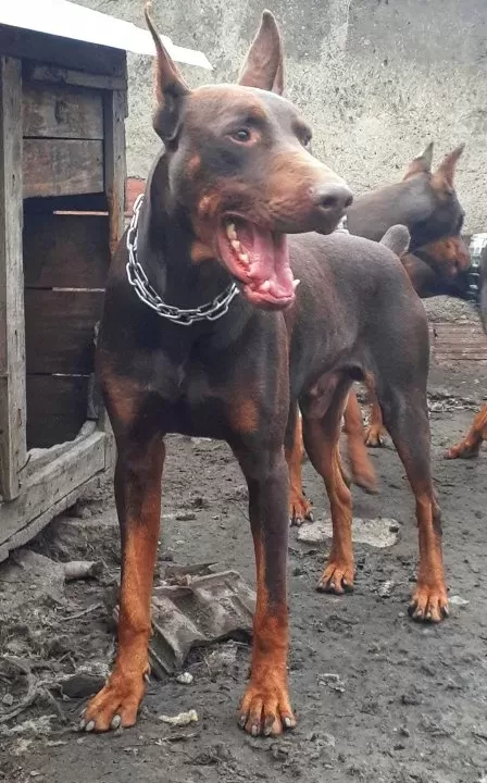 Sampiyon Soydan Doberman Yavrular