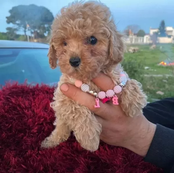 Kıvırcık Pelus Gorunumlu Poodle Sekerleri