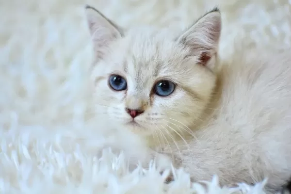 Sampiyon Soyundan Lynx British Shorthair