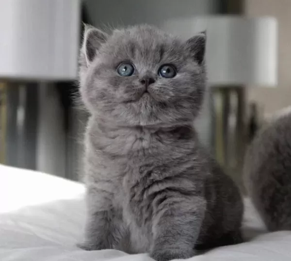 Tombul Kedimiz Gri British Shorthair