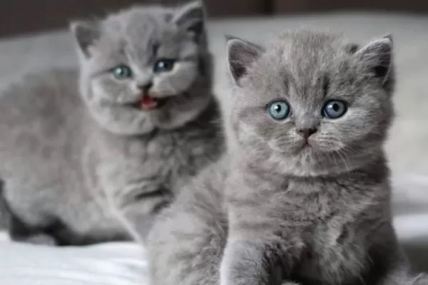 Tombul Kedimiz Gri British Shorthair