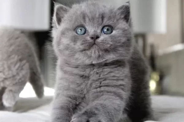 Tombul Kedimiz Gri British Shorthair