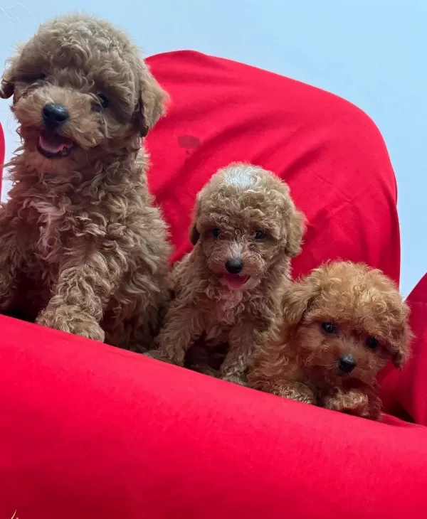 Toy Poodle Bebeklerimiz