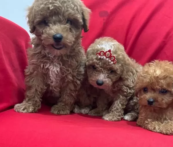 Toy Poodle Bebeklerimiz