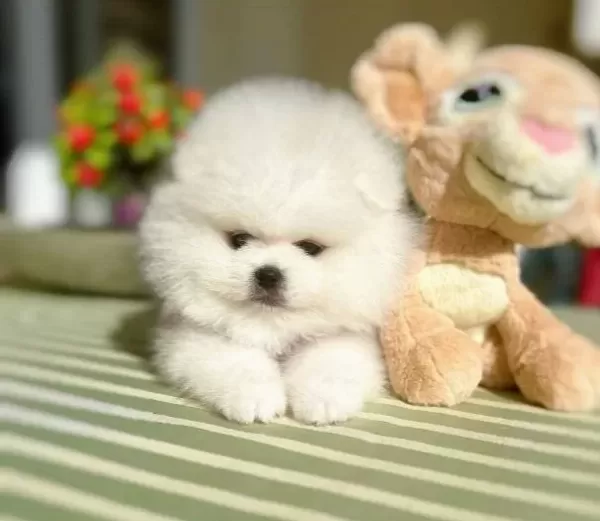2 Erkek Ayıcıklar Pomeranian Boo