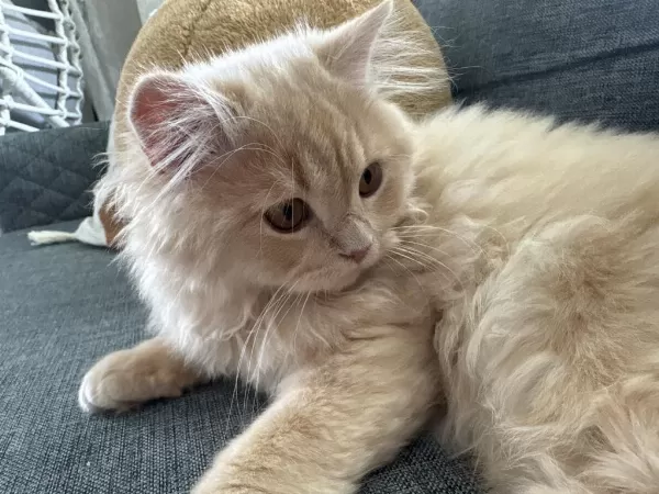 British Longhair Yavruma Yeni Yuva Arıyorum