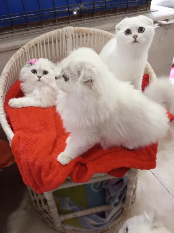 1,5-3 Aylık Safkan Scottish Fold Yavrular Catteryden