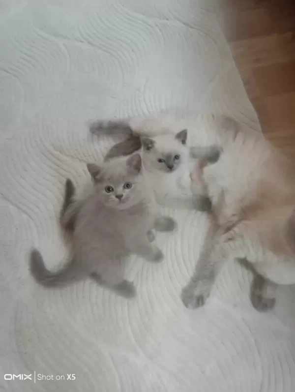 Evcil Hayvanlarımı Sahiplendiriyorum