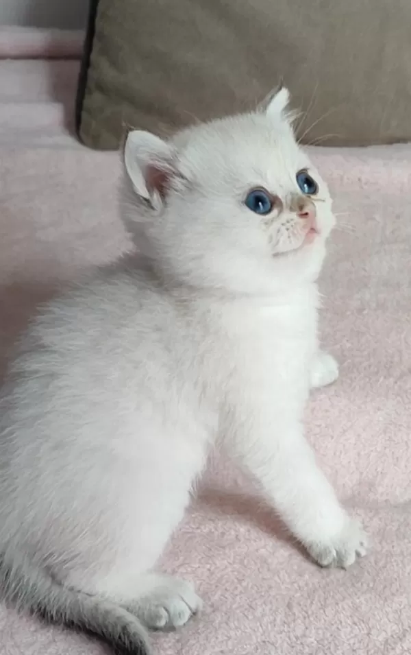 Safkan British Shorthair