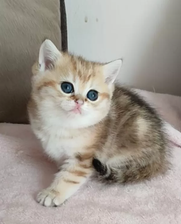 Safkan British Shorthair