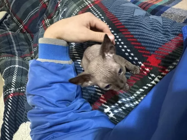 Safkan Erkek Sfenks Yavru 16 Ocak Doğumlu