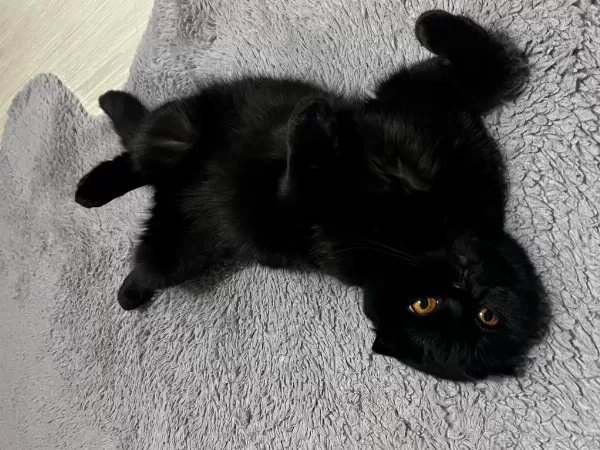Scottish Fold Kedimize Acil Yuva Arıyoruz