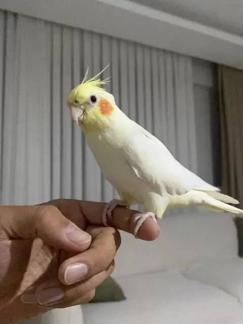 Konuşan Erkek Lutino Sultan Papağanı Bebek