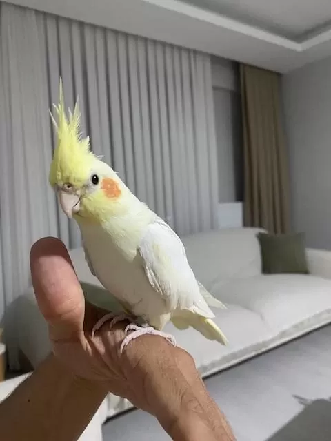 Konuşan Erkek Lutino Sultan Papağanı Bebek
