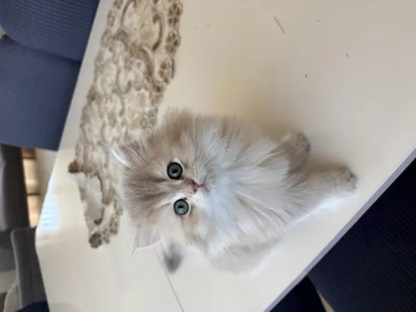 British Longhair Erkek Yavru