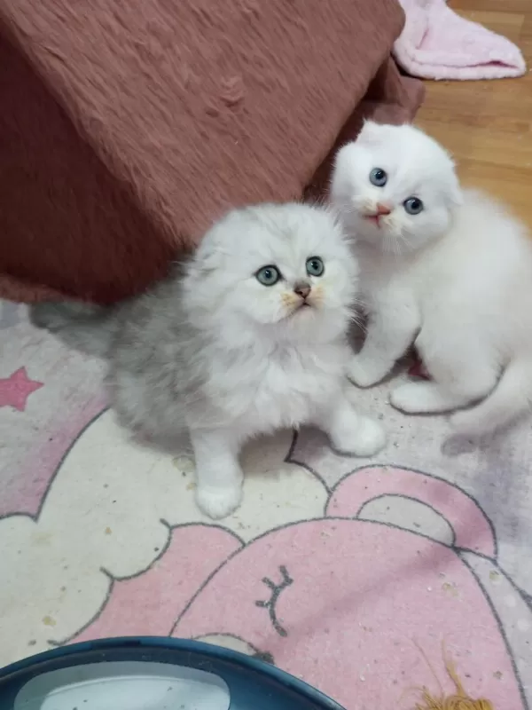 1,5-3 Aylık Safkan Scottish Fold Yavrular Catteryden