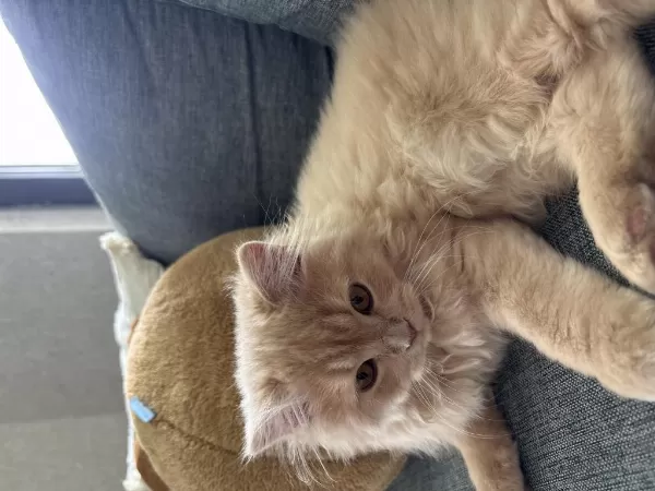 British Longhair Yavruma Yeni Yuva Arıyorum