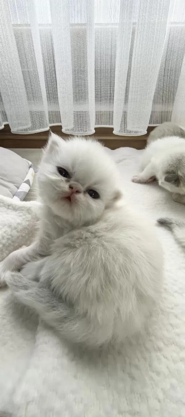 Safkan İran Kedisi Yavruları