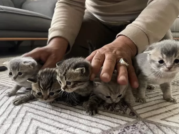 Dikkat Kedimiz Ücretlidir