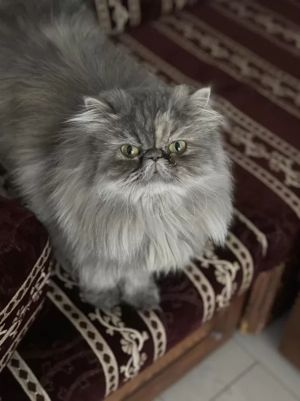 Güzel Persian Kızımız