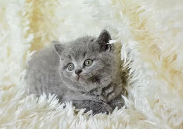 İrk Ve Sağlik Garantili British Shorthair