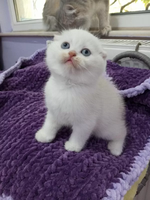 1,5-3 Aylık Safkan Scottish Fold Yavrular Catteryden