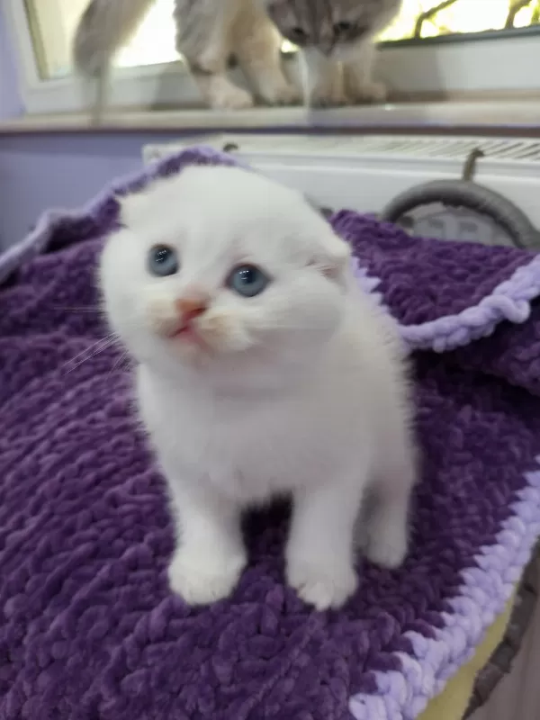 1,5-3 Aylık Safkan Scottish Fold Yavrular Catteryden