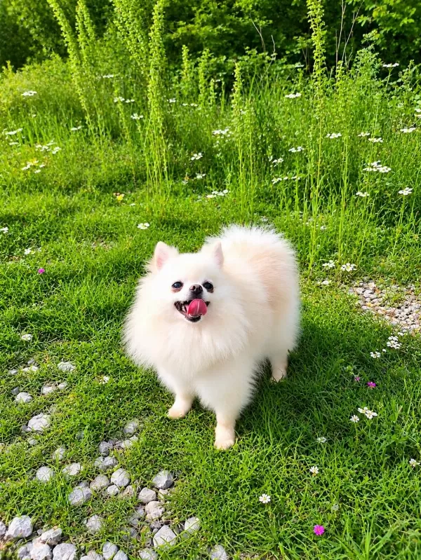 Teacup Boy Pamuk Prenses Pomeranian