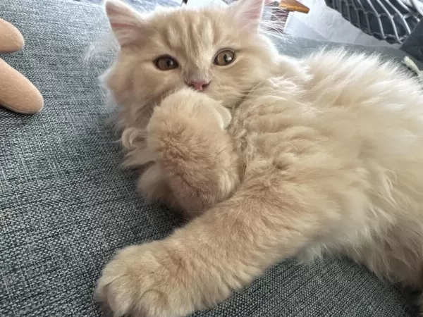 British Longhair Yavruma Yeni Yuva Arıyorum