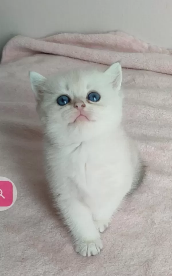 Safkan British Shorthair