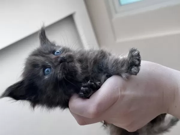 2 Aylık Dev Maine Coon