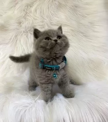 İrk Ve Sağlik Garantili British Shorthair