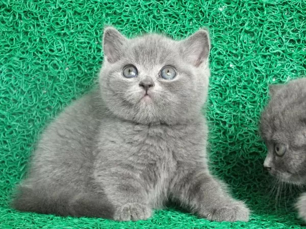 Yuvarlak Kafa Gri British Shorthair